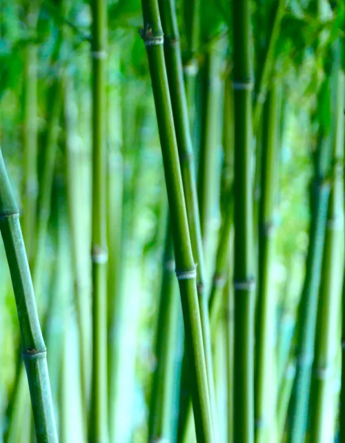 canneto di bambù
