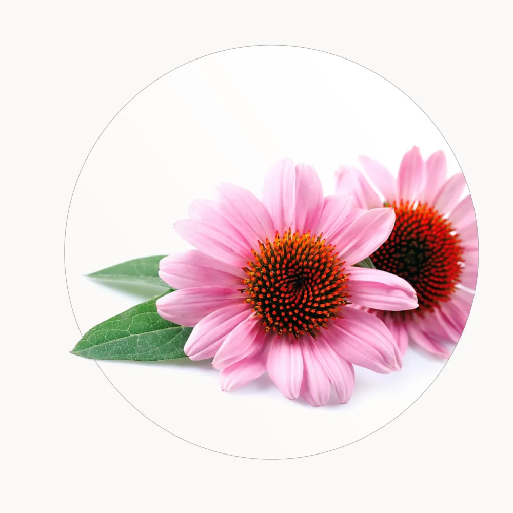 Estratto di Echinacea